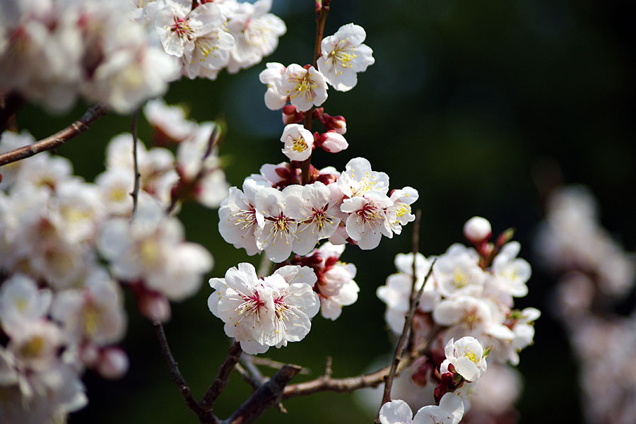 円山公園の桜