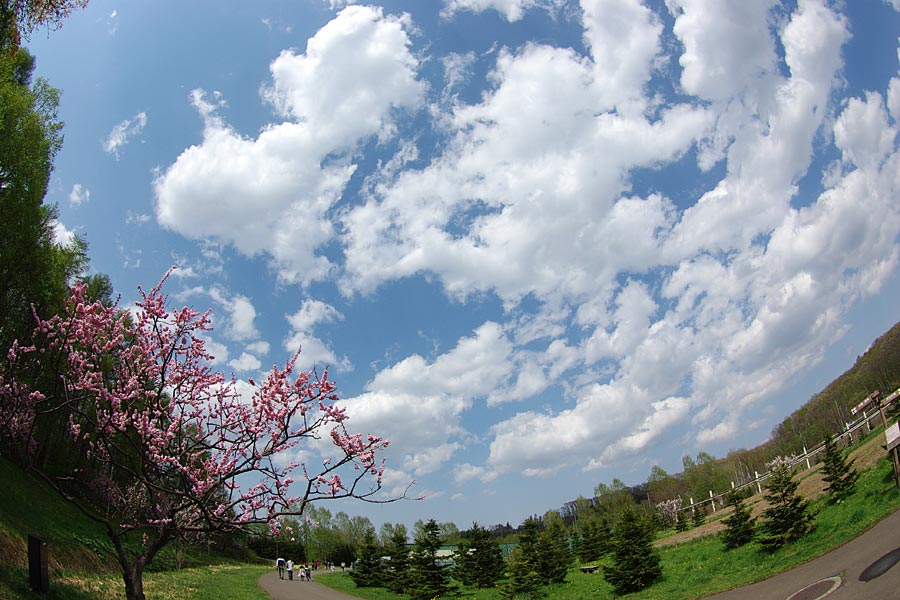 平岡公園の梅