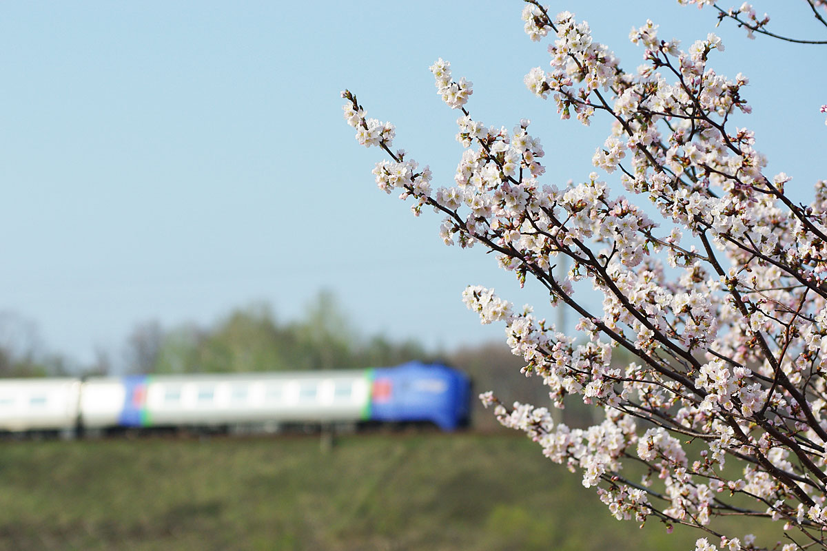 上野幌築堤と桜