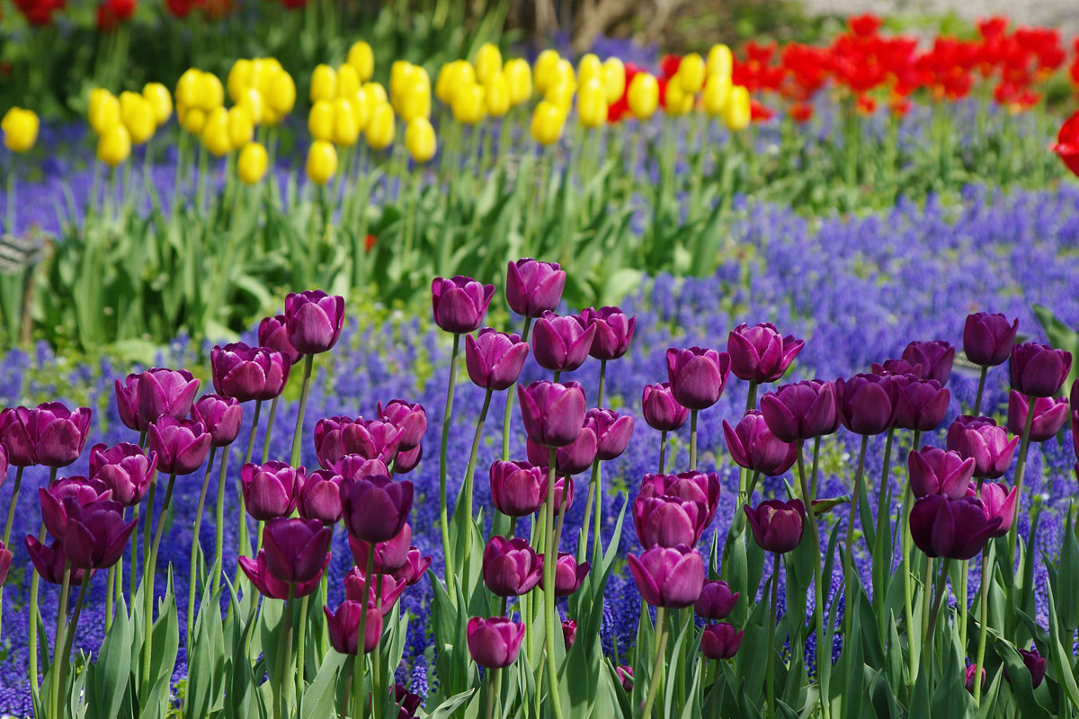 百合が原公園と札沼線