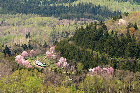 塩狩峠の桜