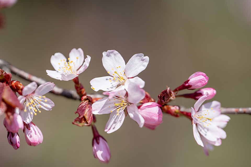 モエレ沼公園の桜