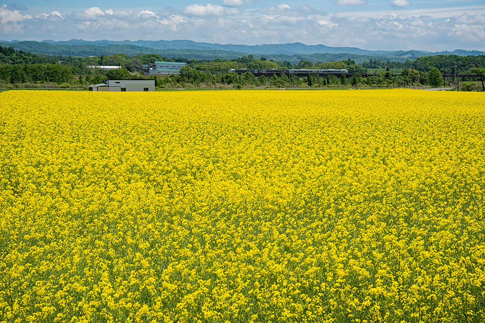 安平町の菜の花