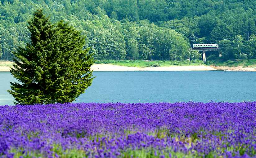 かなやま湖のラベンダー