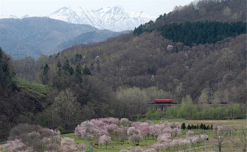 金山ダムの桜