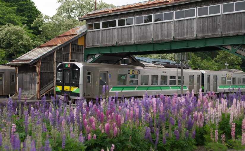 小沢駅のルピナス