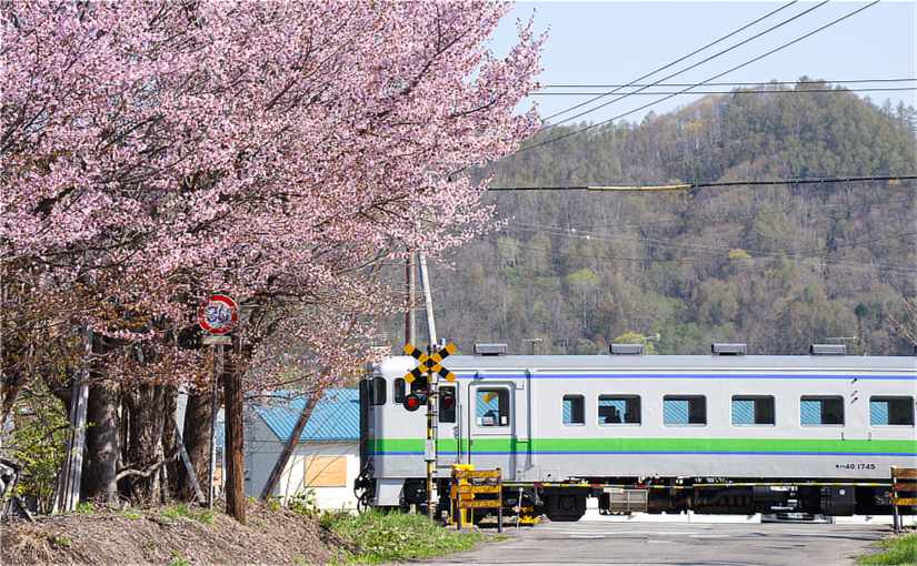 根室本線のキハ40と桜