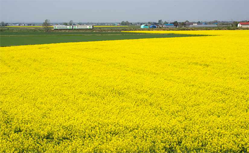 岩見沢の菜の花