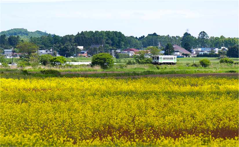 安平町の菜の花