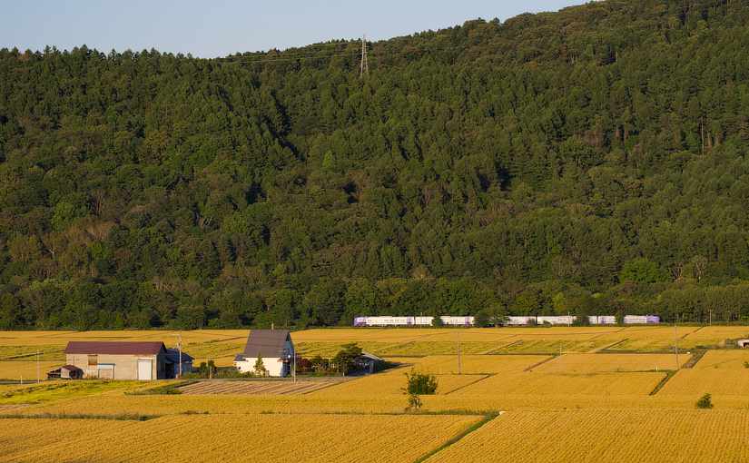 野花南の棚田