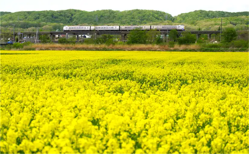 安平町の菜の花